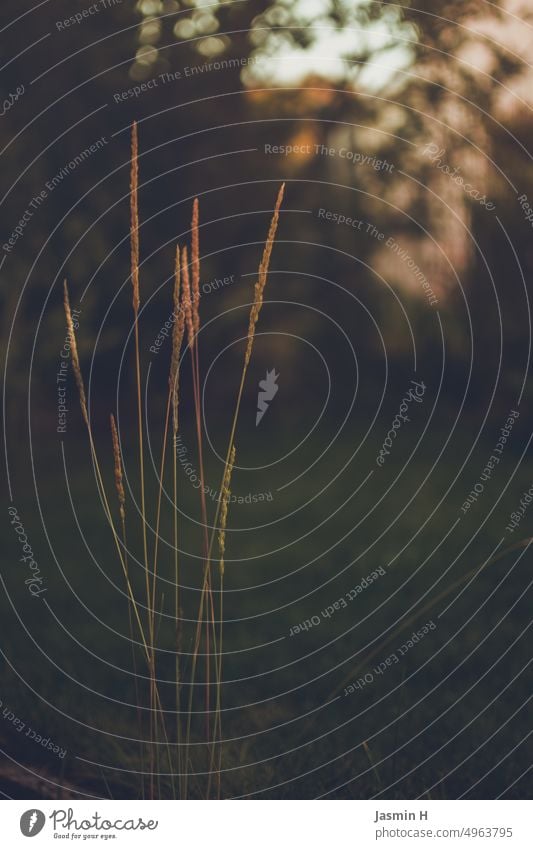 Gräser bei Sonnenuntergang Natur Pflanze Farbfoto natürlich Abendstimmung Außenaufnahme Menschenleer Schwache Tiefenschärfe Abendsonne Stimmung Abenddämmerung