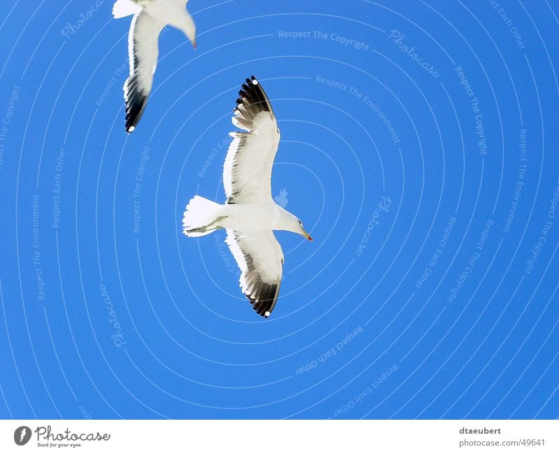 was guckst du? Möwe weiß Frieden schwarz Tier Vogel Unendlichkeit Sommer 2 blau möve Natur Blick Himmel fliegen Freiheit