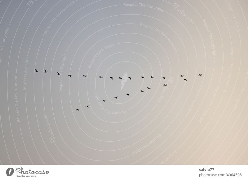 V-Formation der Zugvögel Vögel Vogelzug Flugformation richtungweisend Vogelschwarm Zugvogel Freiheit fliegen Himmel Tiergruppe Keilformation Bewegung frei