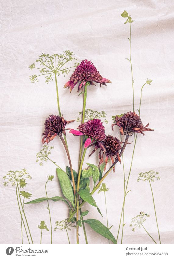 Stillleben mit trockenen Blüten vom roten Sonnenhut Blume Blumen und Pflanzen Farbe bunt Farbe rot vertrocknet Natur Farbfoto Nahaufnahme natürlich