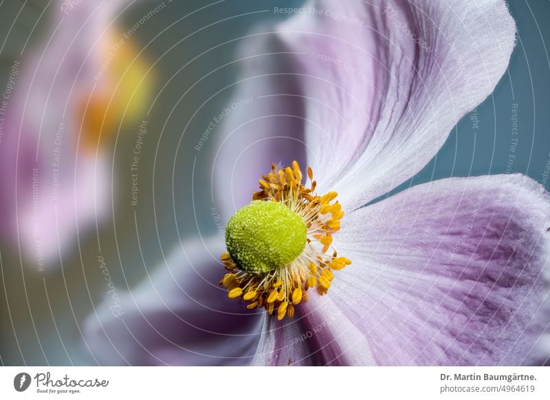 Blühende Herbstanemonen, Anemone hupehensis Blüte blühend rosa Gartenform Staude ausdauernd krautig Ranunculaceae Hahnenfußgewächse Nahaufnahme