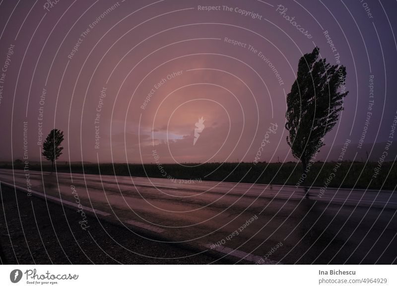 Zwei Bäume an einer Straße von Sturm gebeugt in Sonnenuntergang. Wind Naturgewalten Dunkelrot Abend Himmel Dämmerung Menschenleer Landschaft Wolken