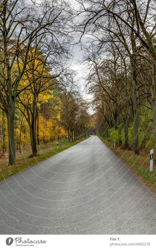 eine Allee im Herbst Straße Baum Menschenleer Landschaft Wege & Pfade Außenaufnahme Farbfoto Natur Umwelt Tag Zentralperspektive Verkehrswege Textfreiraum unten