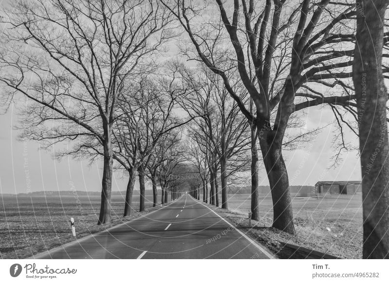 eine Allee in der Prignitz s/w prignitz bnw Winter Baum Schwarzweißfoto Tag Außenaufnahme Menschenleer Straße Mittelstreifen Brandenburg b/w