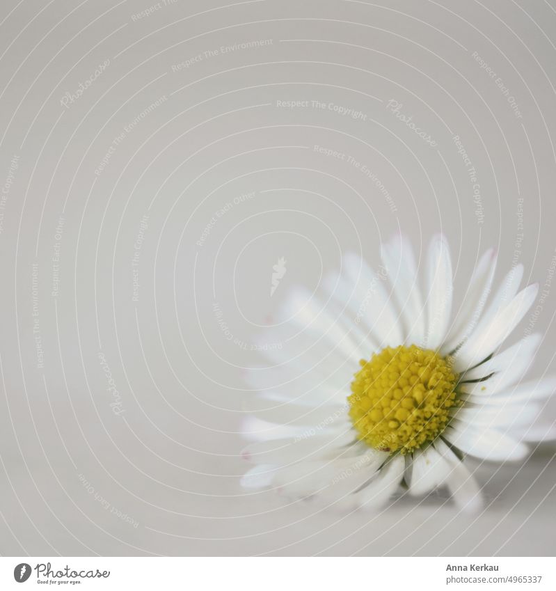 Ein zartes Gänseblümchen vor grauem, ruhigem Hintergrund gewöhnliches Gänseblümchen Bellis perennis Wildpflanze Frühlingsblume Blume kleines Blümchen Blüte gelb