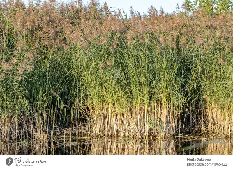 Dichtes Grasdickicht an einem überwucherten See Herbst Hintergrund schön Schönheit Nahaufnahme Farbe dichtes Gebüsch trocknen Umwelt Feld Flora Wald grün