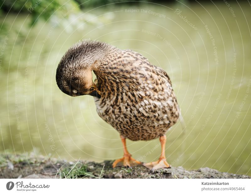 Selbstreinigende Ente Tier Tiere Wassertiere Hintergrund Schnabel schön Schönheit Vogel Vogelbeobachtung Vögel braun braunes Tier Farbe niedlich Entenküken