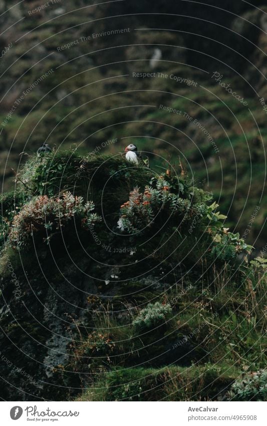 Papageientaucher auf dem Gipfel eines Hügels, der sich nach dem Flug zur Fortpflanzung ausruht. Islands wilde Tiere und Vögel. Ökologie und Ökosystemkonzept. Tag der Erde. Besuchen Sie Island. Seltsame und niedliche Tiere.