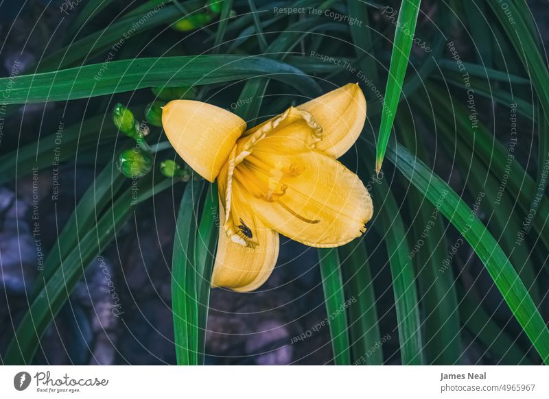 Gelbe Taglilie aus nächster Nähe im Garten Einzelblüte Lilien botanischer Garten Farbe Blumen Natur Hemerocallis mehrfarbig Botanik Pflanze mehrjährig Makro