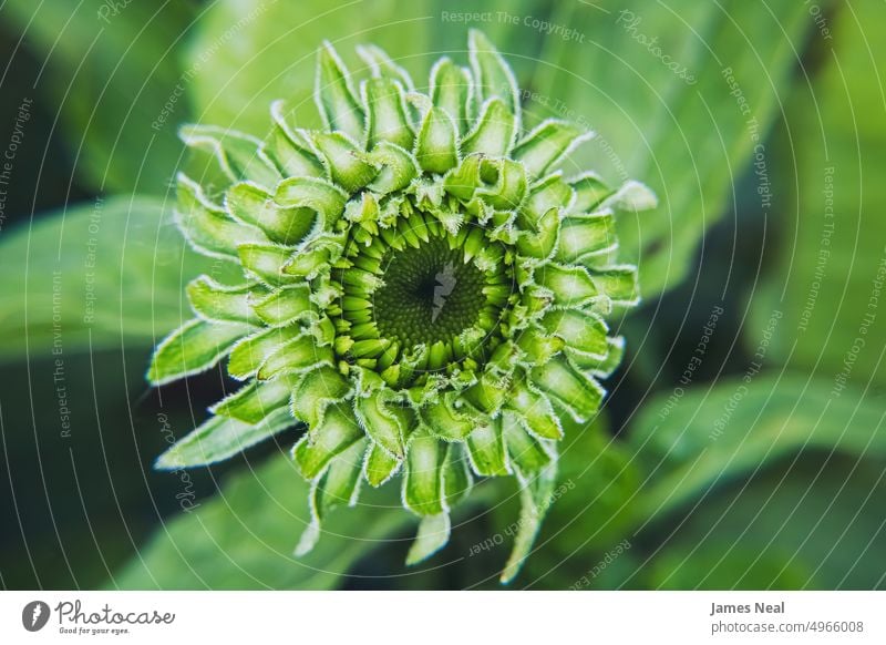 Ein junger violetter Sonnenhut im Garten Frühling natürlich Farbe Natur Blatt Tag Hintergrund Purpurkoniferen Sommer mehrjährig Zapfen natürlicher Zustand