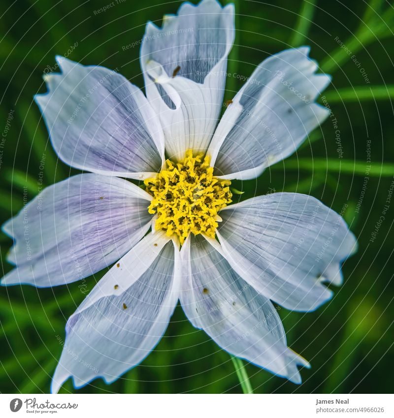 Nahaufnahme eines weißen Gänseblümchens im Garten Gras Frühling Farbe Blumen pulsierend Blatt Tag Wiese Hintergrund Pflanze Makro Flora natürlicher Zustand