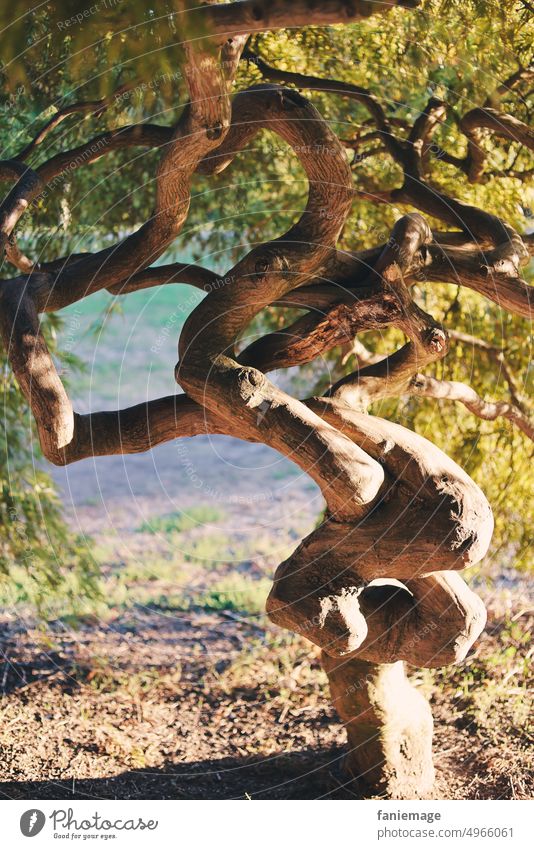 Alt und verzweigt baum Ändern alt knorrig geschwungen Baumstamm Nadelbaum Bonsai Rinde geäst äste Natur Schatten Grün wachsen Verzweigung gealtert