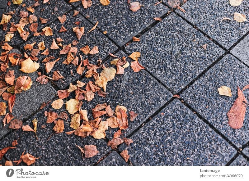 fallen leaves fallen leaves fallen leaves Blätter Herbstlaub herbst orange braun verrotten herbstlich trocken veraltet Trottoir bürgersteig fliesen Weg baum