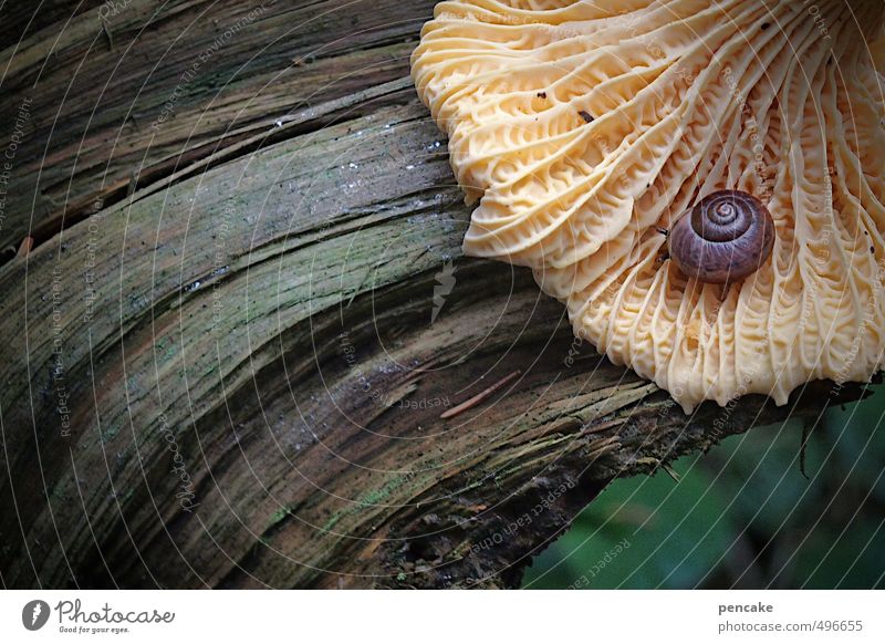 lebensadern Umwelt Natur Urelemente Herbst Wald Schnecke 1 Tier Zeichen Kraft Sicherheit Warmherzigkeit schön Verantwortung achtsam ruhig Pilz Blattadern