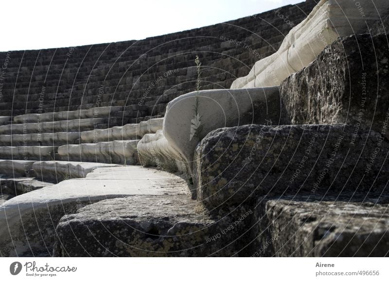 genügsames Publikum Sightseeing Architektur Theater Pflanze Gras Halm Salamis Zypern Nordzypern Menschenleer antikes Theater Ruine Theaterruine Treppe Bank