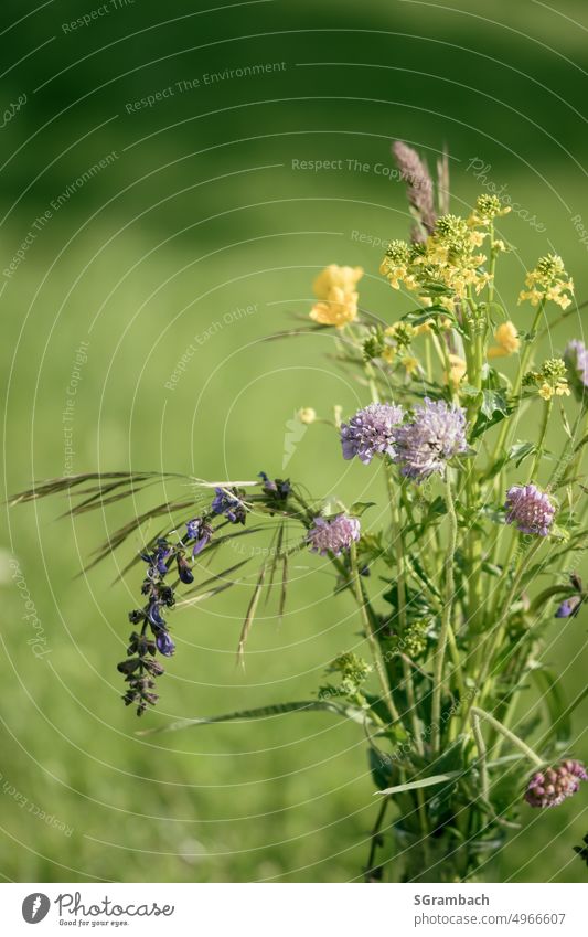 Wiesenblumenstrauß blühend vor unscharfer Wiese Natur natürlich Umwelt Blühend grün Sommer Wildpflanze Textfreiraum oben Pflanze Unschärfe Blumenwiese