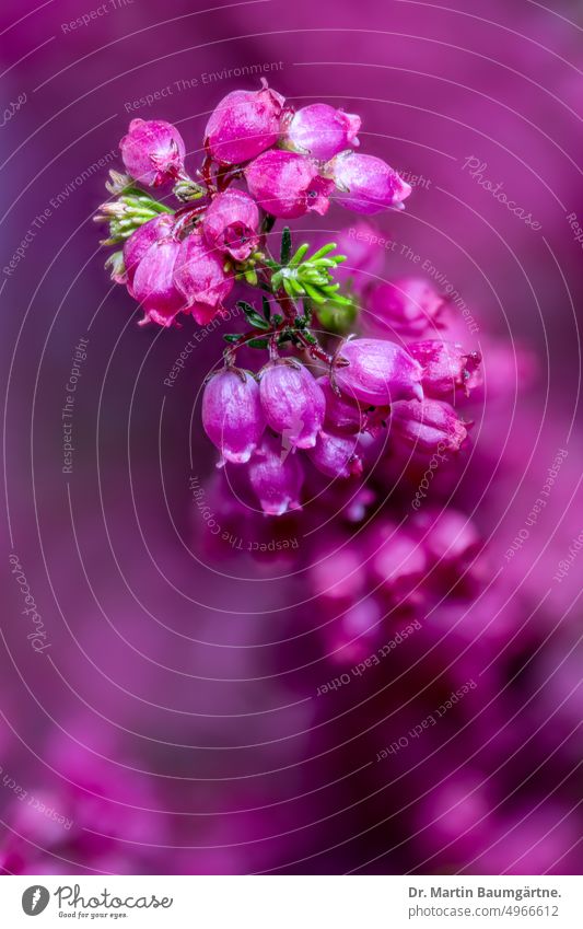 Glockenheide, Erica gracilis aus Südafrika Ericaceae Heidekrautgewächse nicht frosthart Zwergstrauch Blüte Blüten Blütenstand Pflanze Zierpflanze menschenleer