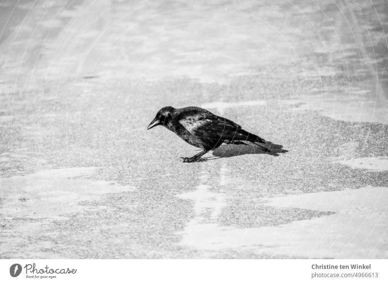 Eine Rabenkrähe steht im Sonnenschein auf dem sandigen Asphalt Krähe Vogel Wildvogel 1 Wildtier Tier Monochrom Schwarzweißfoto Licht und Schatten 1 Rabenkrähe