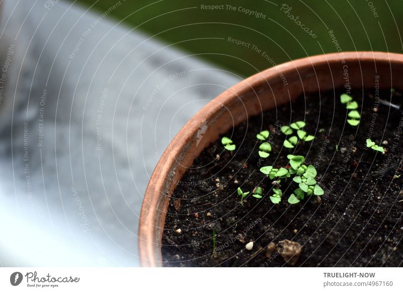 Ocimum basilicum Basilikum auf der Fensterbank in Terrakotta Topf mit dunkler Erde ausgesät und eben ans Licht gekommen. Von oben fotografiert Ocimum basilikum