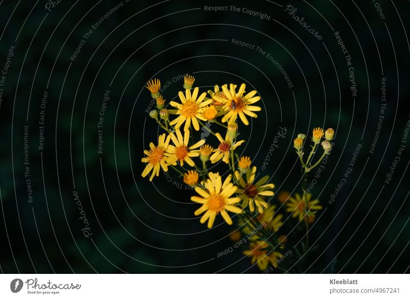 Wiesen-Habichtskraut (Hieracium caespitosum) in der Abendsonne - dunkler Hintergrund gelbe Blüten natürlich Natur Wiesenblumen Licht Abendlicht Textfreiraum