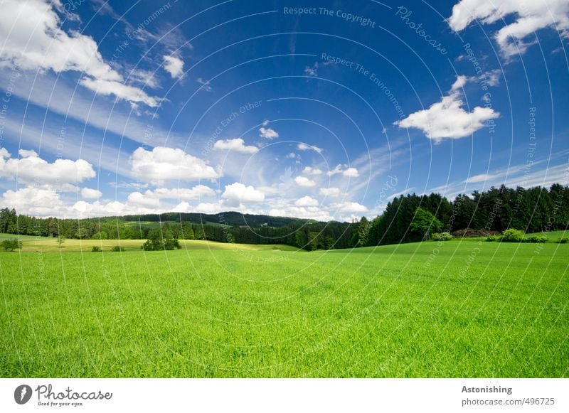 Auenland? Umwelt Natur Landschaft Tier Luft Himmel Wolken Horizont Sommer Wetter Schönes Wetter Wärme Pflanze Baum Gras Sträucher Grünpflanze Wiese Feld Wald