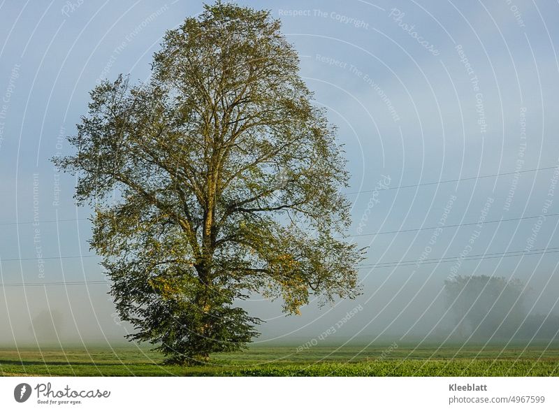 Sonne und Morgennebel im schönen Donautal Morgensonne Landschaft Außenaufnahme Morgenstimmung Licht Stimmung dunst Nebel Umwelt morgenlicht Idylle Farbfoto Baum