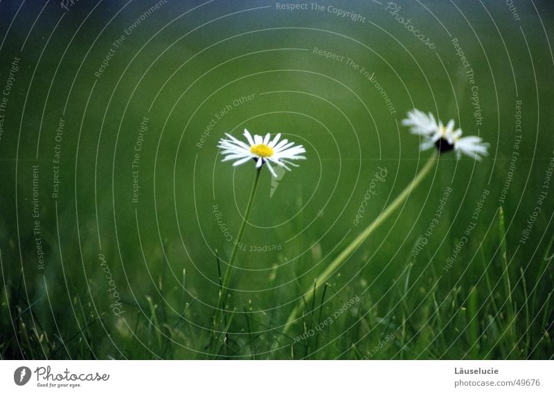 gänseblümchen II Sommer Gänseblümchen Blume Wiese Gras grün Jena daisy