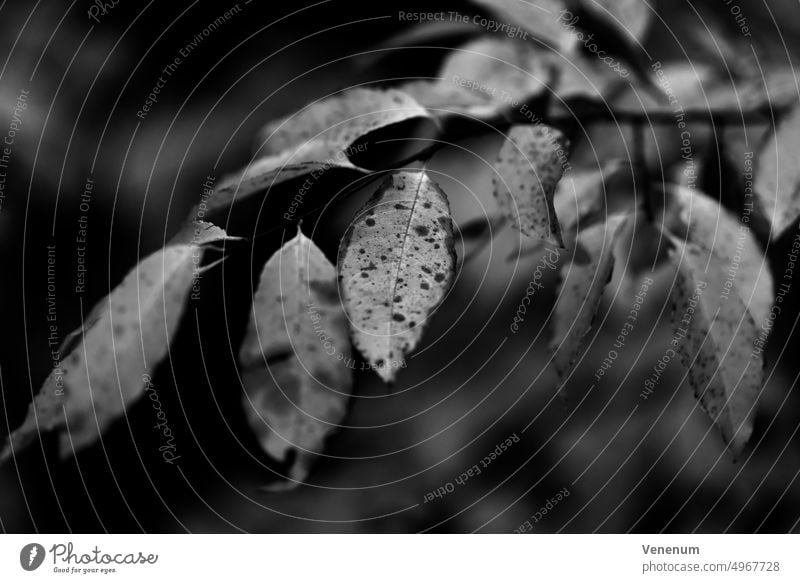 Junger Laubbaum im Herbst mit verfärbten Blättern, schwarz-weiß, sehr geringe Schärfentiefe, unscharfes Bokeh jung Baum Bäume Wald Wälder Blatt Ast