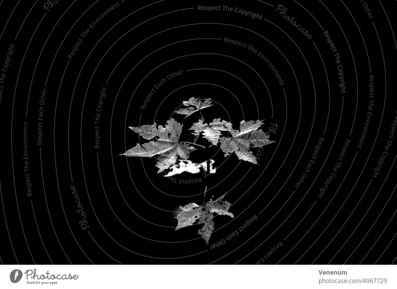 Sehr junger, kleiner, einzelner Ahornbaum im Herbst , schwarz-weiß, schwarzer Hintergrund, sehr geringe Tiefenschärfe Baum Bäume Wald Wälder Blatt Blätter Ast