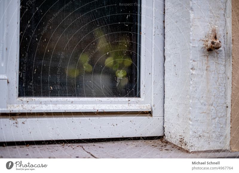 Grünpflanze hinter milchiger, verschmutzter Fensterscheibe Pflanze undeutlich unscharf verschwommen unklar geheimnisvoll Depression traurig Traurigkeit