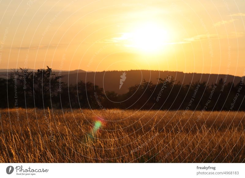 Sonnenuntergang in der Natur Sonnenlicht Sommer Sonnenuntergangsstimmung Sonnenschein Naturphoto Abendsonne Abendstimmung Feld Gräser Bäume