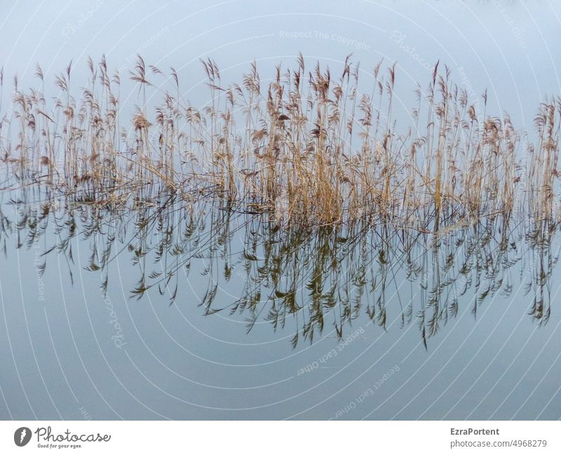 Spiegelschilf Wasser Schilf Schilfrohr Spiegelung Natur Gräser ruhig See Pflanze Idylle Landschaft Wasseroberfläche Reflexion blau Wasserspiegelung