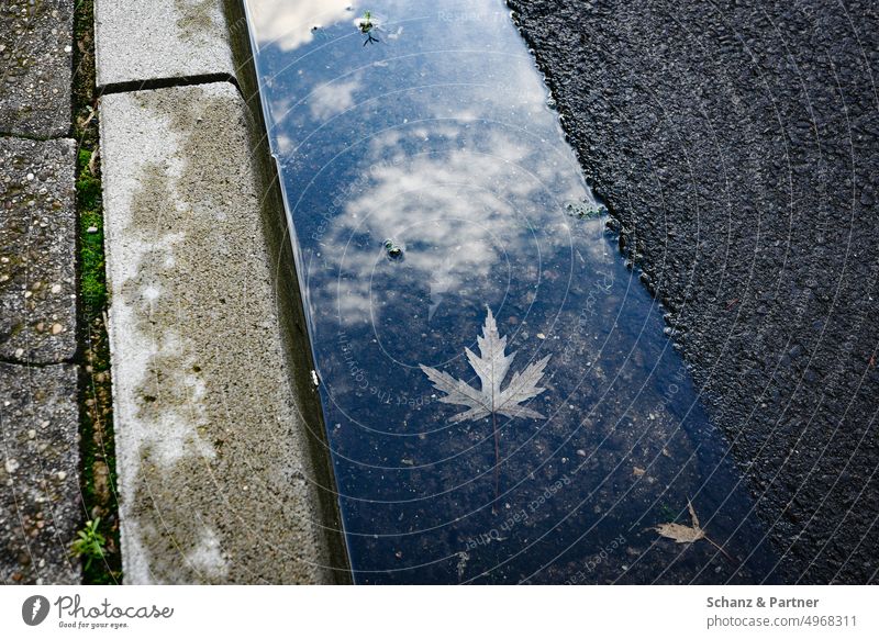 Ahornblatt unter Wasser in der Bordsteinrinne Straße Herbst Spitzahorn urban Bordsteinkante Laub Spiegelung Wolken Blatt herbstlich Vergänglichkeit Regenrinne