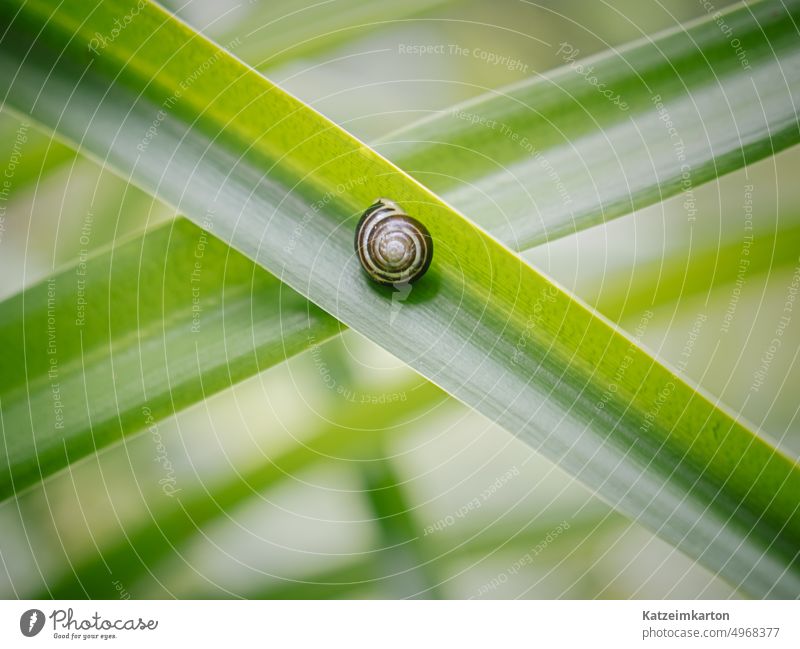 Kleines Haus Wegschnecke Riesenglanzschnecke Tier langsam Schneckenhaus Garten Hintergrund winzig Natur Frühling grün Pflanze Nahaufnahme Spirale Glätte Leben