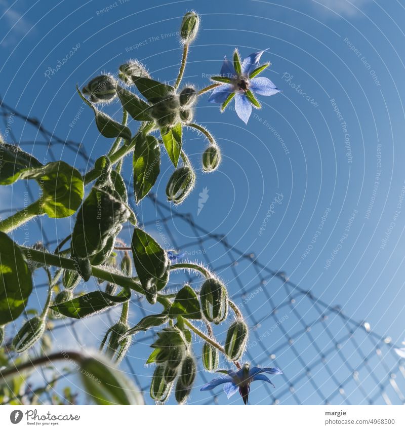 Eine Borretsch- Pflanze am Zaun Gurkenpflanze Blume Blüte Natur Nahaufnahme Garten blau Menschenleer Blühend gewürz Blauer Himmel Außenaufnahme Sommer Sonne