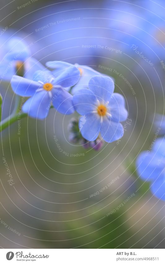 little blue Flower klein fein zart vergissmeinnicht blümchen blau filigran wunder pflanze blume garten blumensprache gelb zuneigung sprache der Blumen