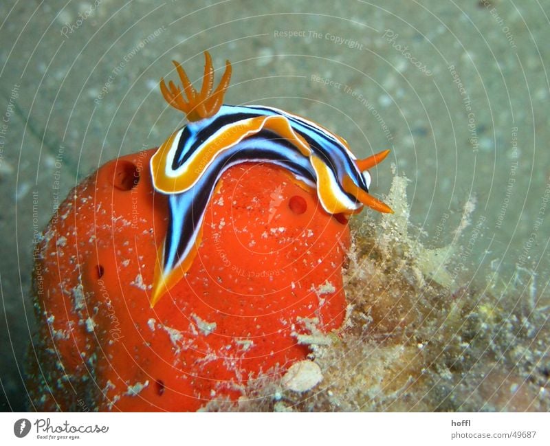 Pyjama Nacktschnecke Meer tauchen pyjama nacktschnecke Unterwasseraufnahme