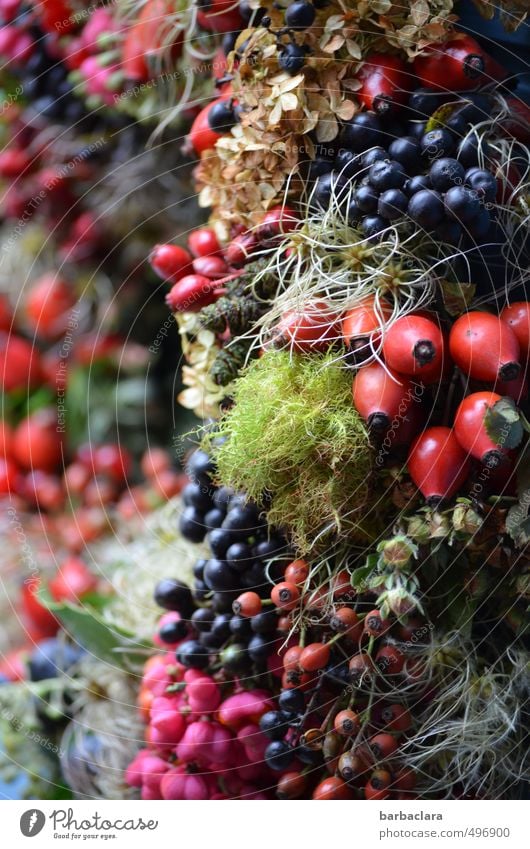 Herbstfrüchte Pflanze Moos Nutzpflanze Beeren Frucht Hagebutten Dekoration & Verzierung Türkranz ästhetisch frisch schön mehrfarbig Stimmung Freude Farbe