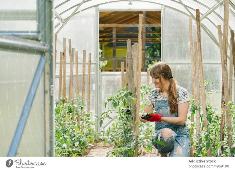 Junge Frau bei der Pflege von Gurken im Gewächshaus Salatgurke Gartenbau Ackerbau Gartenarbeit Agronomie Beruf grün Pflanze Botanik Bodenbearbeitung Natur