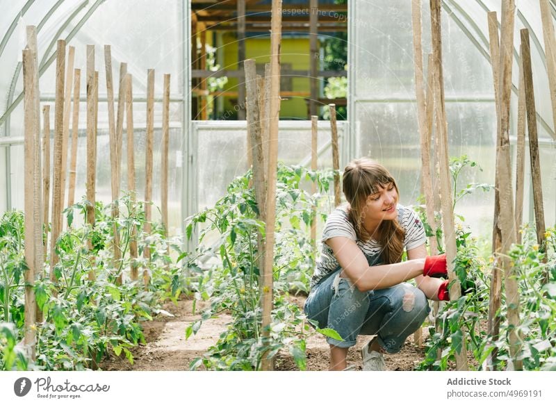 Junge Frau bei der Pflege von Gurken im Gewächshaus Salatgurke Gartenbau Ackerbau Gartenarbeit Agronomie Beruf grün Pflanze Botanik Bodenbearbeitung Natur