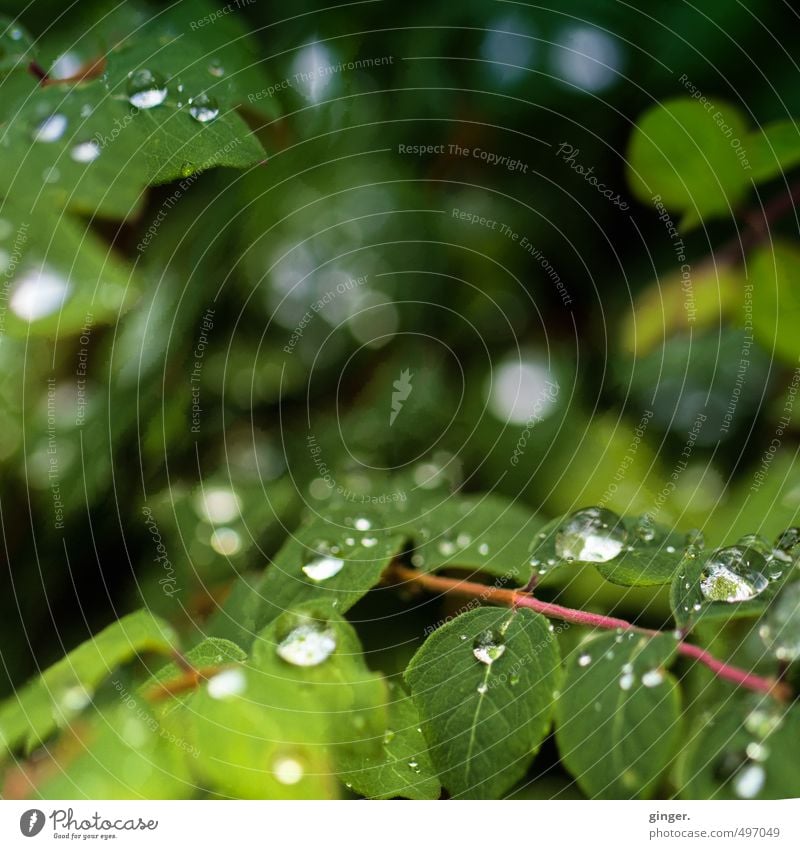 These rainy days Umwelt Natur Pflanze Wasser Wassertropfen Sommer Sträucher Blatt Grünpflanze nah nass grün Unschärfe Makroaufnahme Kugel Blattadern viele klein