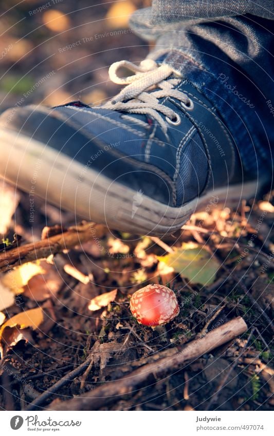 Achtung!... Der will noch wachsen Erntedankfest Halloween Klettern Bergsteigen wandern Umwelt Natur Erde Herbst Schönes Wetter Pflanze Sträucher Moos Pilz