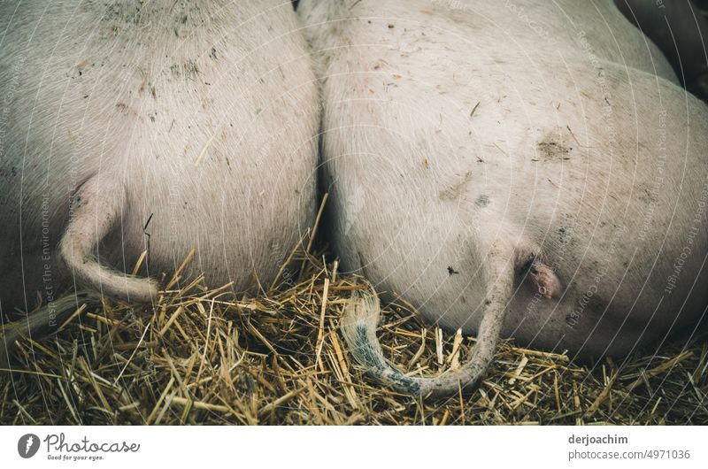 Was kommt,  was bleibt /  die Kringelschschwänze von den Schweinen. Zwei kleine Ferkel liegen auf dem Stroh. Man sieht nur ihre Ringelschwänze. Schweinestall