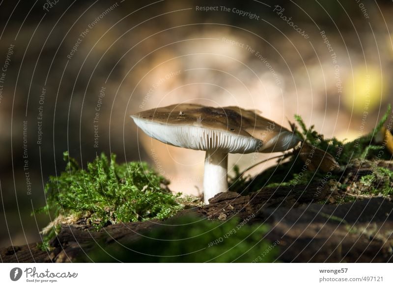 Pilzzeit Natur Erde Herbst Moos Wald natürlich braun Pilzhut Waldboden Lebensmittel bodennah Farbfoto Gedeckte Farben Außenaufnahme Nahaufnahme Menschenleer