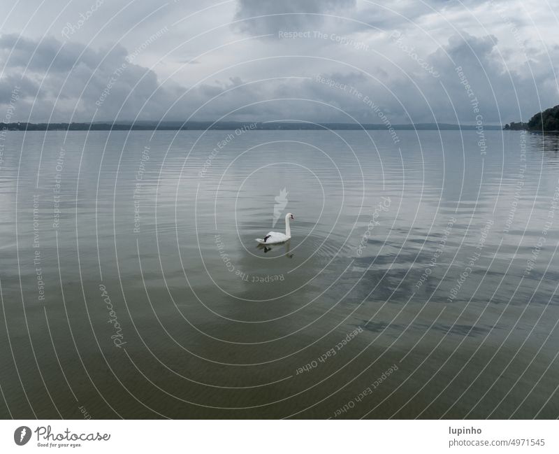 Ein einzelner Schwan schwimmt im See Wolken Abendstimmung silbernes Licht Bayern Natur Sommer Abendlicht