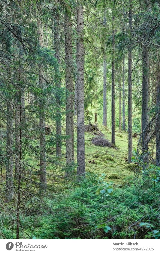 Sonnenlicht fällt durch einen Kiefernwald. Bäume und Moos auf dem Waldboden Baumstamm Sonnenstrahlen Licht Gras Natur Lichtstrahl Wurzel grün Strauch Landschaft