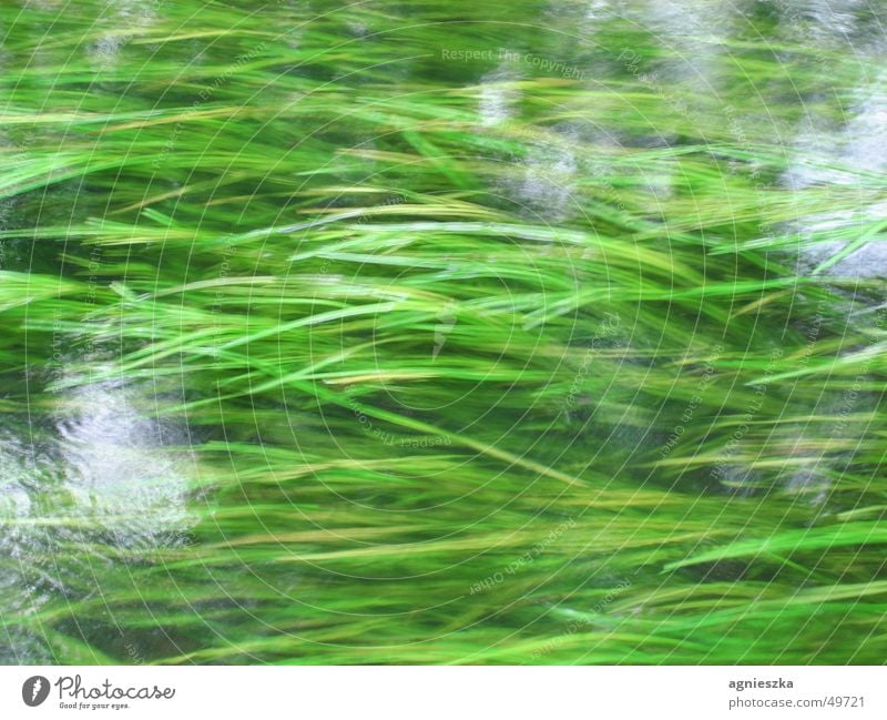 alles fliesst grün Gras grasgrün Seegras fließen Bach bewachsen Langzeitbelichtung Wasser fleissendes wasser Fluss Bewegung frisches grün nasses gras