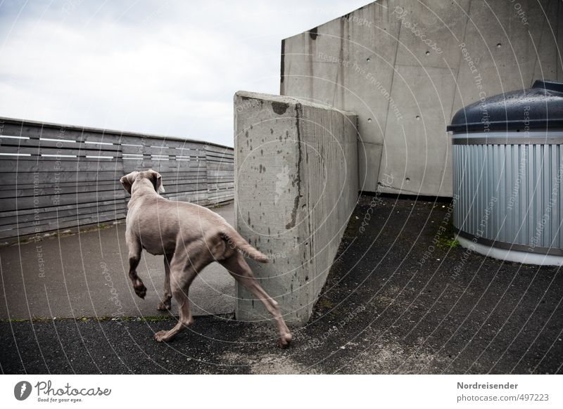 Tier l Spannung Bauwerk Architektur Mauer Wand Wege & Pfade Hund 1 Beton Holz beobachten ästhetisch muskulös Tapferkeit Kraft Mut Tierliebe elegant Erwartung