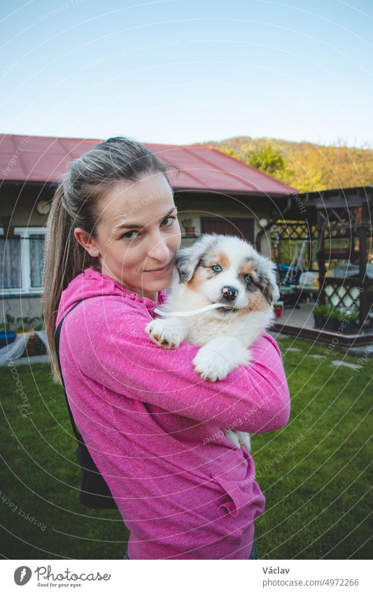 Frau in einem rosa Sweatshirt hält einen lächelnden Australian Shepherd Welpen. Liebe und Beziehung zwischen weiblichen Hund und Frau. Magische blaue Augen eines Hundewelpen. Beißen Sie Ihre Schnürsenkel