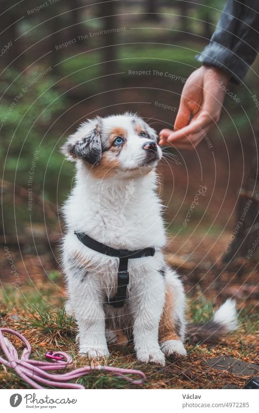 Ein süßer Australian Shepherd-Welpe sitzt gehorsam neben seinem Herrchen und schaut zu ihm auf, während er auf ein Leckerchen wartet. Der Wald wird von den Strahlen des Sonnenuntergangs erhellt. Gute Freunde